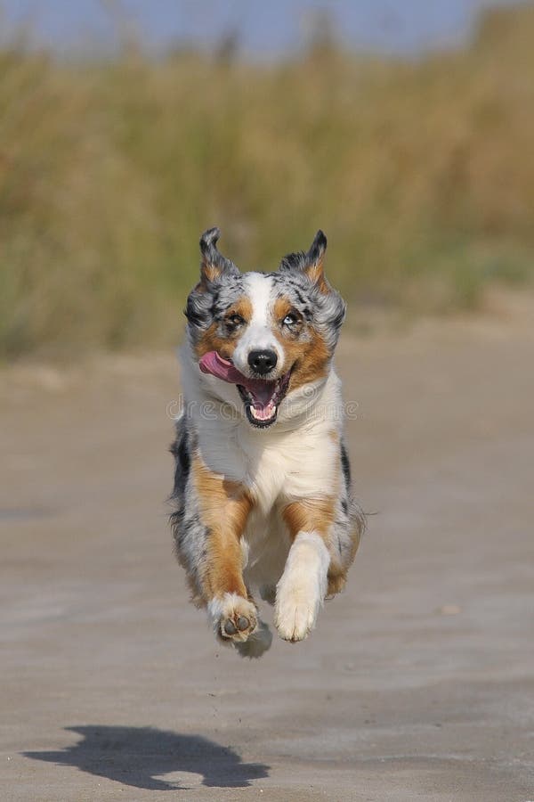 Running australian shepherd dog