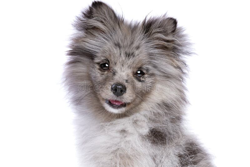 spitz blue merle