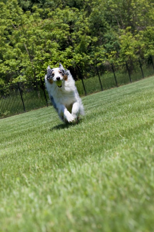 Blue Merle Tri-color Australian Shepherd Running