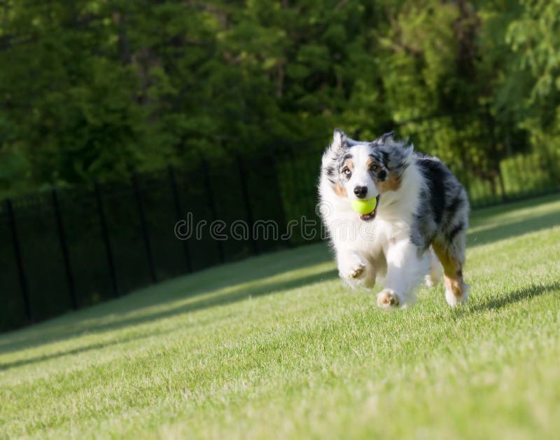 Blue Merle Tri-color Australian Shepherd Sprinting