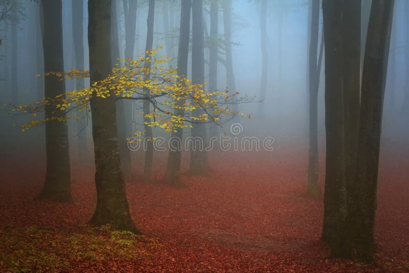 Solitario un árbol un poco hojas en brumoso otono en Bosque 