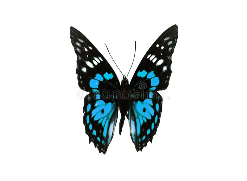 Blue Monarch Butterfly stock image. Image of creature 14181393
