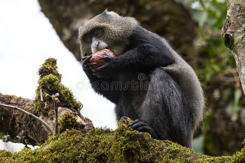 Blue monkey, Arusha National Park, Tanzania