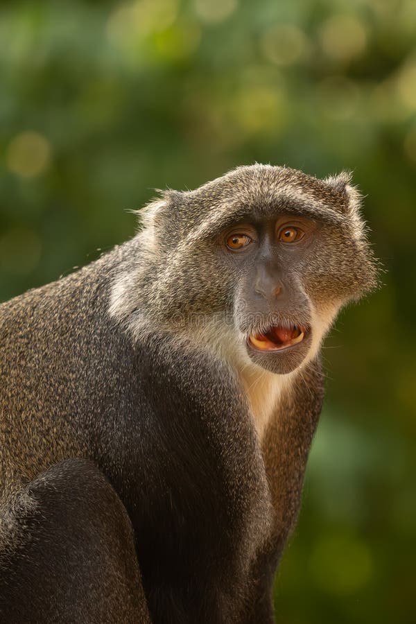 1,797 Adult Chimpanzee Monkey Stock Photos - Free & Royalty-Free