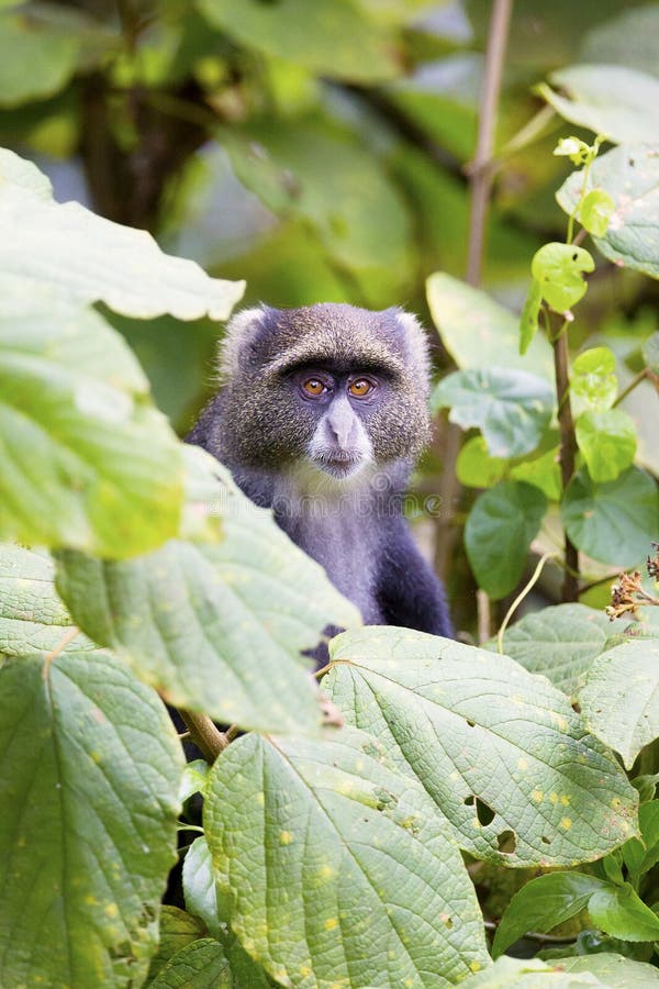 Blue monkey in the tree