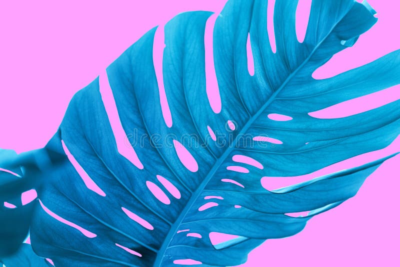 Blue Monstera Leaves on a Pink Background Stock Photo - Image of plant