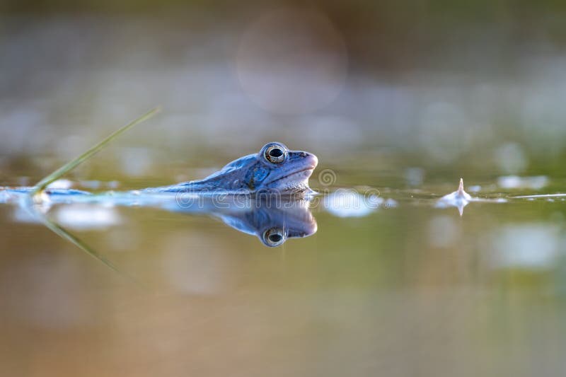 blue moor frog Rana arvalis along with the surface of the pond and blurry backgroung