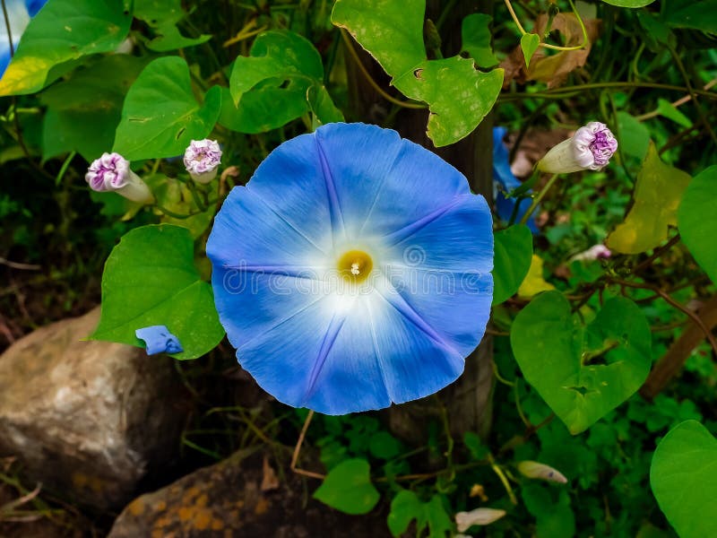 Blue Morning Glory flower in a park