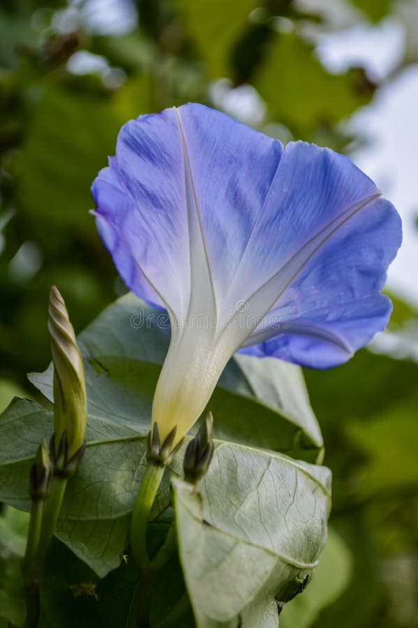 Blue Morning Glory stock photo. Image of macro, grace 67144512