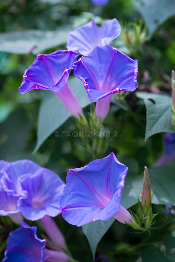 Blue Morning Glory flowers