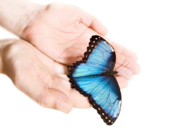 Blue Morpho