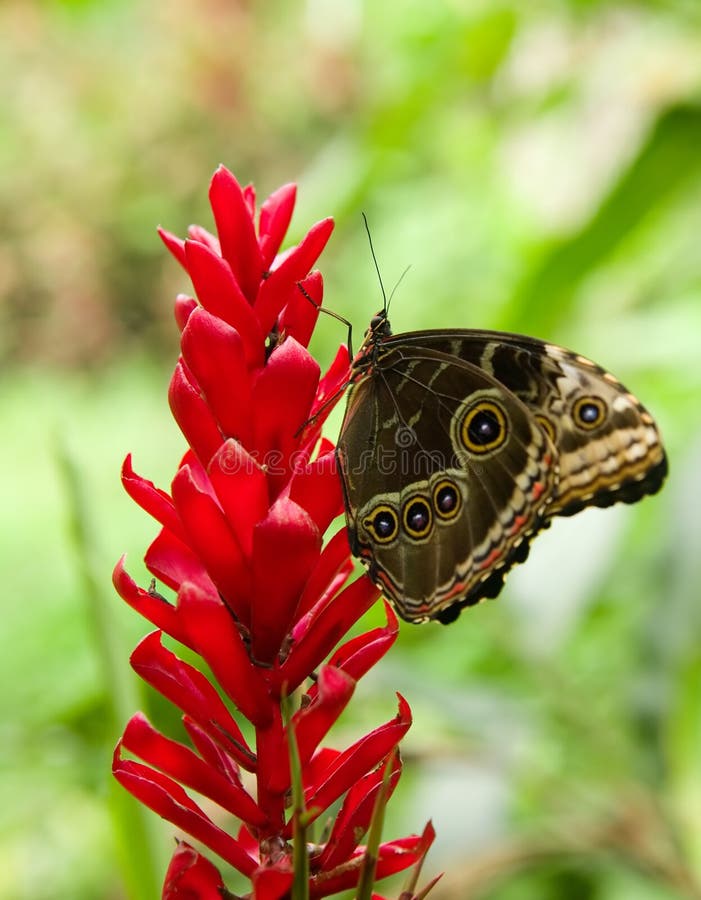 Blue Morpho