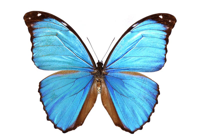 Blue morpho