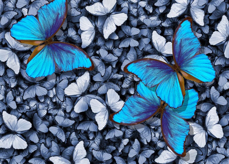Blue Morpho Butterfly Wallpaper