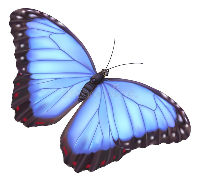 Illustration of a beautiful blue morpho butterfly.