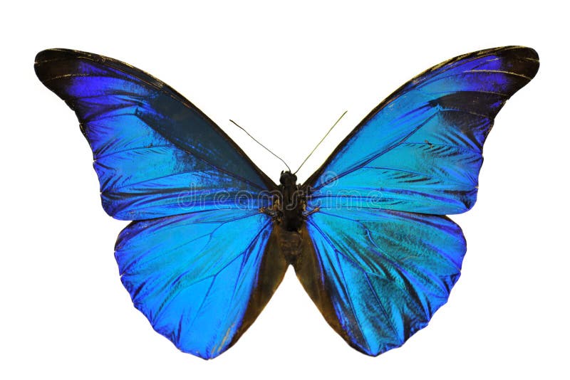 Blue Morpho butterfly stock images Blue Morpho butterfly stock images