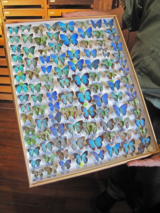 A Butterfly in a Case from a Butterfly Collection Stock Photo Image