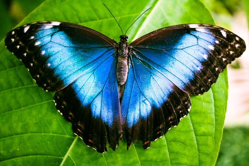 Blu farfalla.