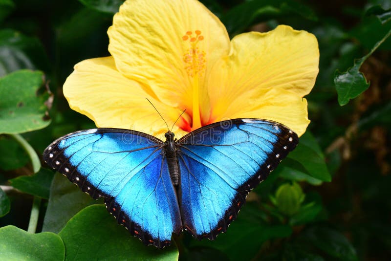 Blue Morpho Butterfly stock photo. Image of insect, wildlife 69317256