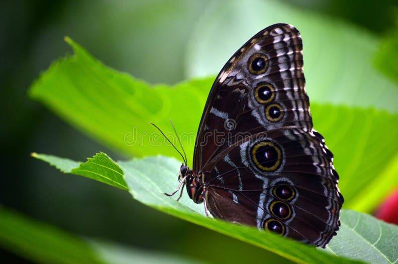 Blue Morpho Butterfly Wings Closed stock photography Blue Morpho Butterfly Wings Closed stock photography