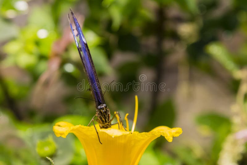 Blue Morpho Butterfly in Yellow Flower