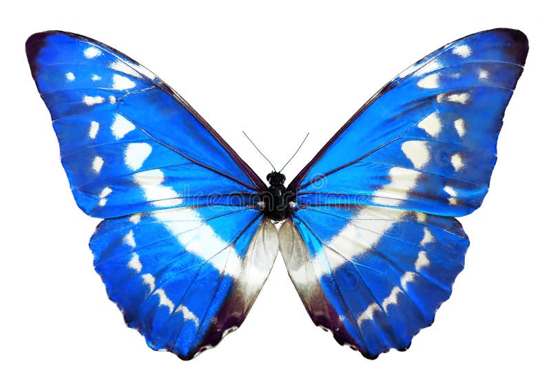 Blue Morpho Helena Butterfly Stock Image - Image of daisy, insect: 70553727