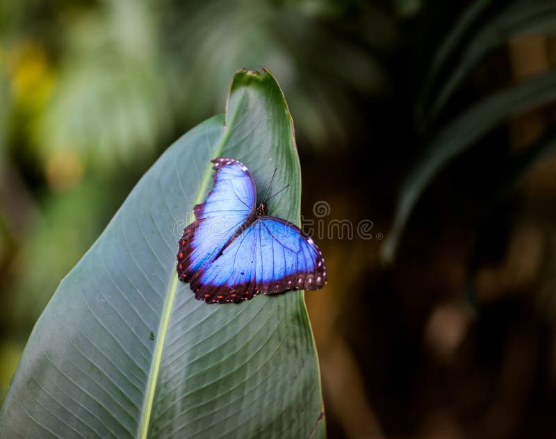 Blue Morpho peleides with open wings. stock photo Blue Morpho peleides with open wings. stock photo
