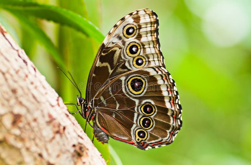 Blue morpho tropical butterfly stock photo Blue morpho tropical butterfly stock photo