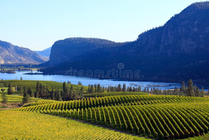 Blue Mountain Vineyard McIntyre Bluff Vaseux Lake