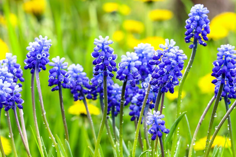 Blue Muscari Armeniacum Flowers Stock Image - Image of blossom, color ...