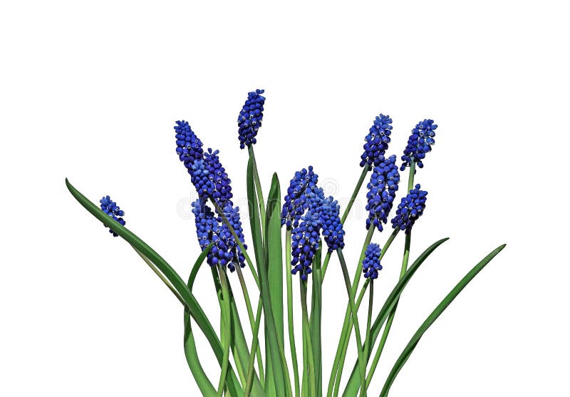 Blue muscari flowers isolated