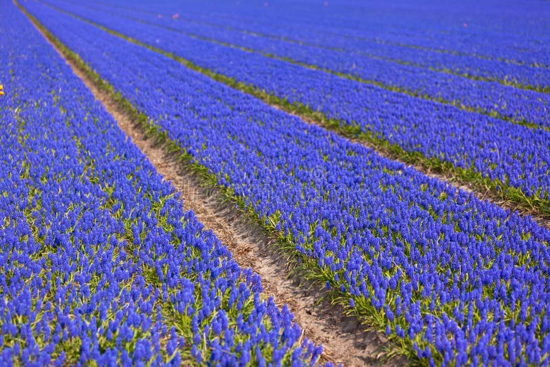 Blue Muscari (hyacinth) field - II