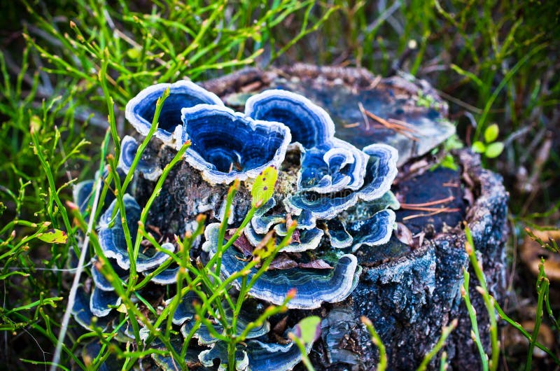 Blue mushrooms on the trunk