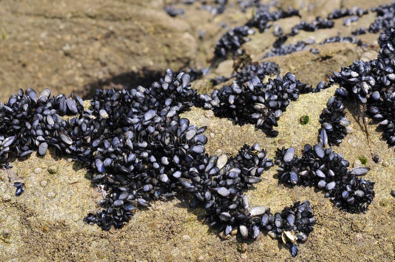Blue mussel in rock stock images