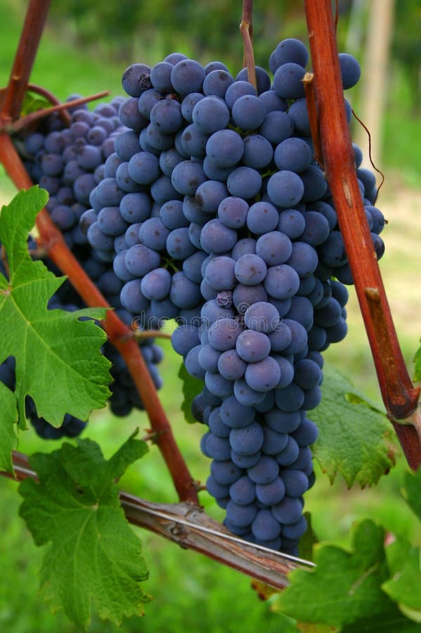 Blue nebbiolo grapes