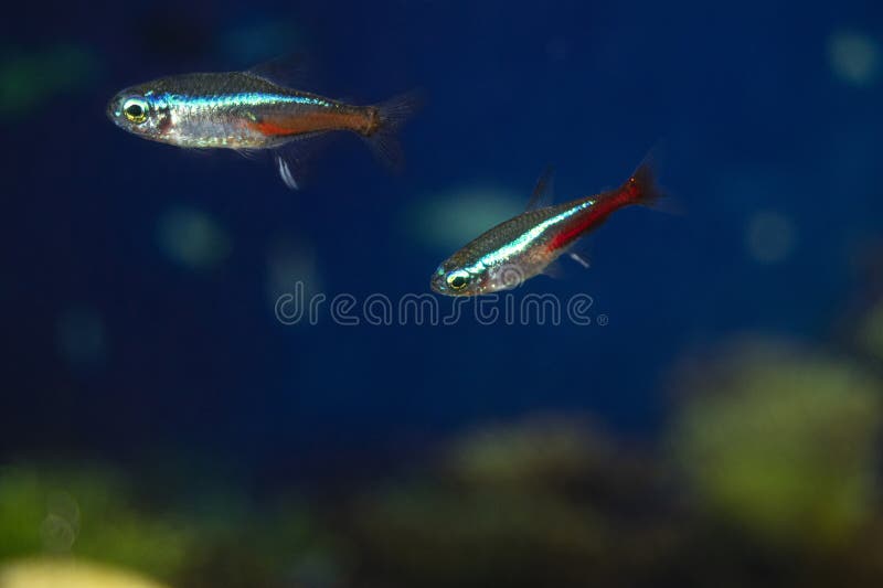 Blue Neon Aquarium Fish Swim Fish is Blue red gray Stock Photo Image Blue Neon Aquarium Fish Swim Fish is Blue red gray Stock Photo Image