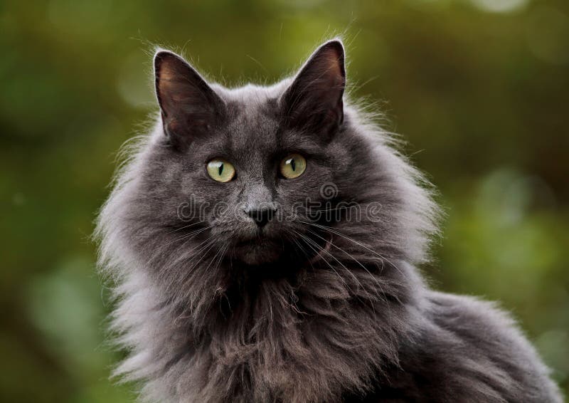 3,580 Norwegian Forest Cat Stock Photos - Free & Royalty-Free Stock ...