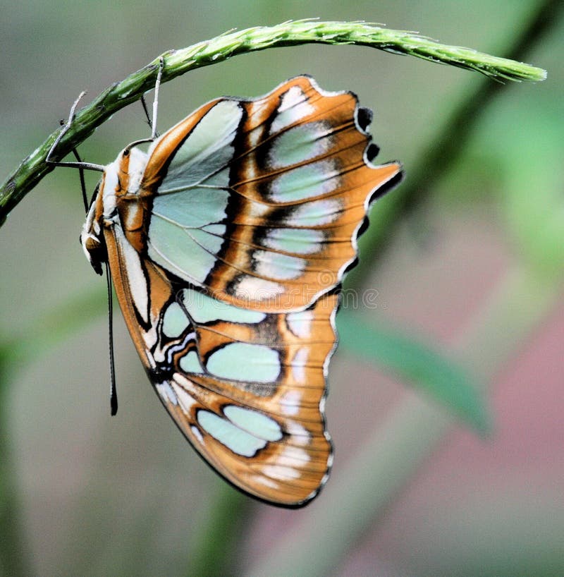 Blue and orange butterfly stock photo. Image of orange 12887232