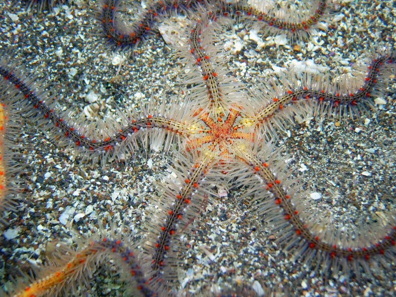 Blue and orange Spiny Brittle star royalty free stock photography Blue and orange Spiny Brittle star royalty free stock photography