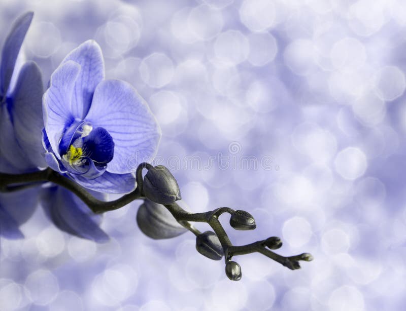 Blue orchid