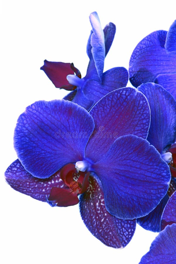 Blue orchid stock photo. Image of floral, stem, phalaenopsis 19078416