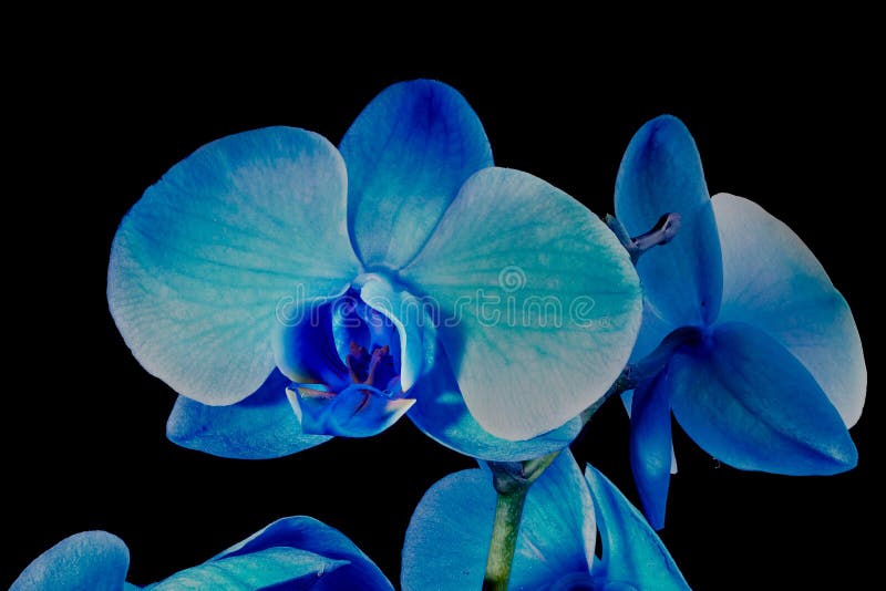 Blue orchid flower stock image. Image of freshness, flower 68313961