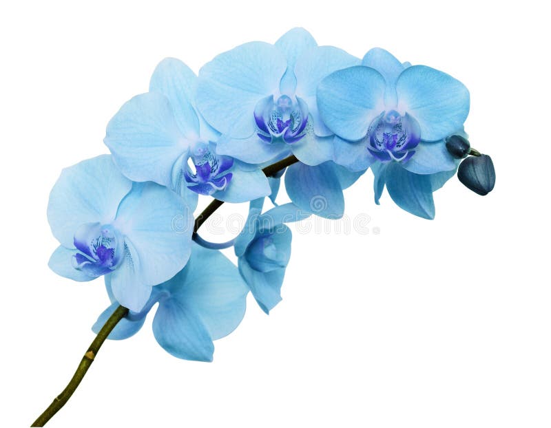 Blue orchid flowers stock photo. Image of blossom, color 112995930