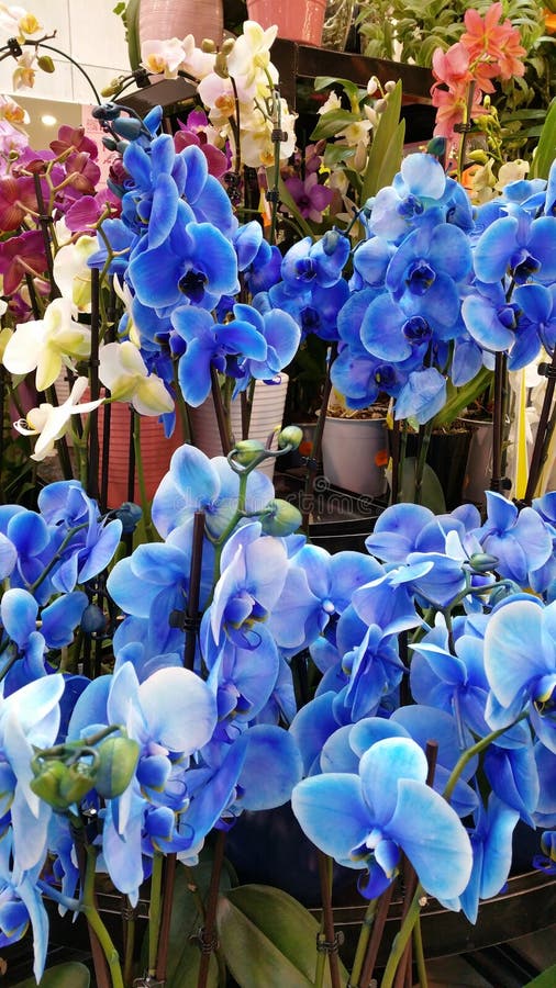 Blue orchids stock image. Image of gift, fleshy, leaves 69976487