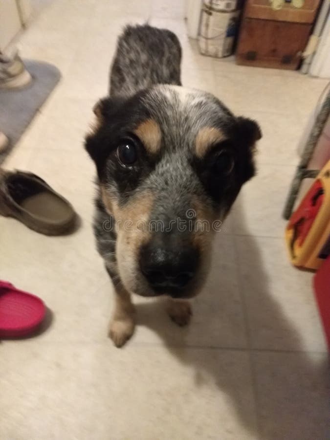 silver blue heeler silver blue heeler