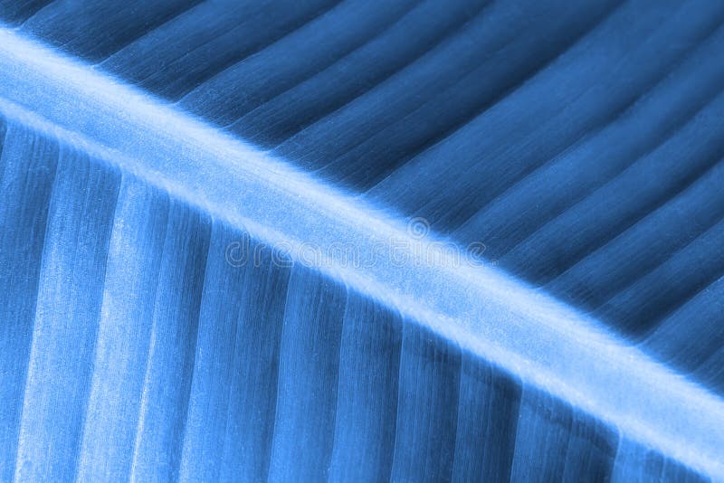 Blue Palm Tree Leaf Close Up As a Background Stock Photo Image of background, 2020 168619044