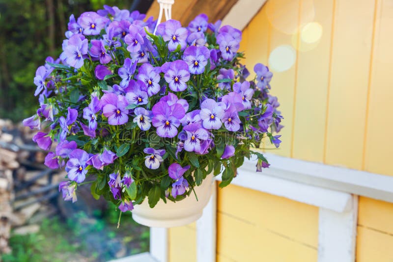 Blue Pansies Flowers Grow in Pot Stock Photo Image of pansies, summer