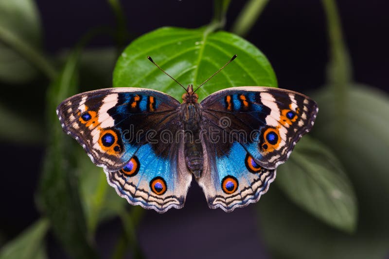 Blue pansy butterfly