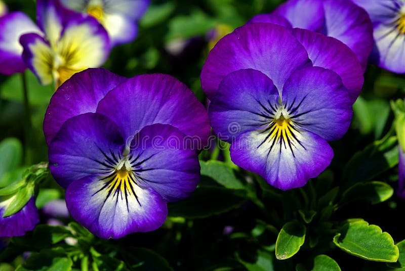 Blue pansy