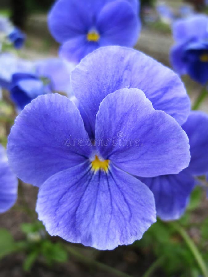 Blue pansy flower stock photo. Image of blue, background 90434824